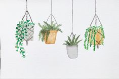 four hanging planters filled with green plants on white paper, watercolor and ink