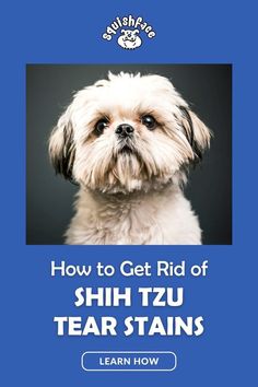 Removing Shih Tzu dog tear stains can seem impossible but it doesn't have to be hard. This common Shih Tzu care problem is common but in this blog post by Squishface, we have 5 underlying causes of dog tear stains so you can prevent them along with dog care tips to remove dog tear stains with dog grooming products that you'll wonder how you did without. Get these Shih Tzu care and dog grooming tips for optimal dog health when you read now!