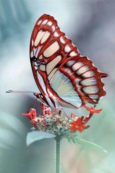 a red and white butterfly sitting on top of a flower