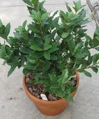 a small potted plant with green leaves