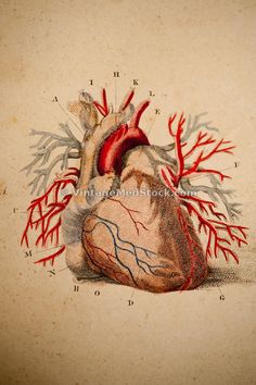 a drawing of a human heart with blood running down it's sides and branches