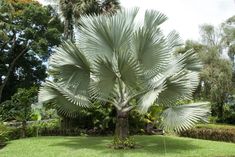 a large white palm tree sitting in the middle of a lush green park