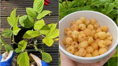 there are two pictures with plants in them and one is holding a bowl full of food