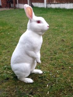 a white rabbit sitting on top of a lush green field