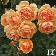 several peach colored roses blooming in a garden