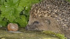 a hedgehog sniffing a snail on the ground