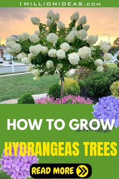 hydrangeas growing in the ground with text overlay reading how to grow hyrangaest trees read more