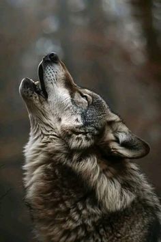 a wolf is looking up at the sky