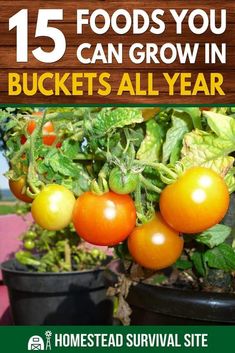 tomatoes growing in buckets with text that reads 15 foods you can grow in buckets all year