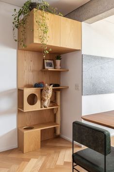 a cat sitting on top of a wooden shelf