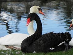 two black and white swans sitting next to each other on the grass near some water