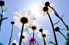 the sun shines brightly behind some daisies