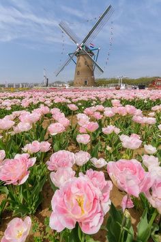 many pink flowers in front of a windmill