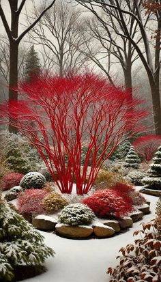 a red tree in the middle of a snowy garden