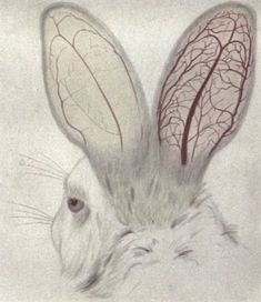 a drawing of a white rabbit's head with two red and gray leaves on its ears