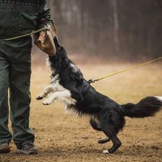 a person holding a dog on a leash with its mouth open and it's head in the air