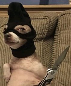 a small dog wearing a black mask and holding a pair of scissors in its paws