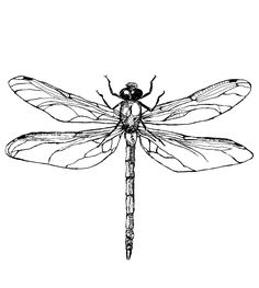 a black and white drawing of a dragonfly