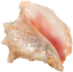 a close up of a sea shell on a white background