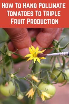 a hand holding a paintbrush over a plant with yellow flowers on it and the words how to hand pollinate tomatoes to triple fruit production