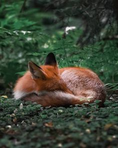 a red fox curled up in the woods