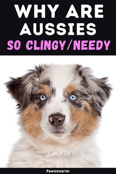 a dog with the words why are aussies so clingy / needy?