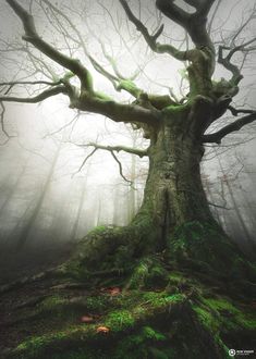 an old tree with green moss growing on it's roots in the forest, surrounded by fog