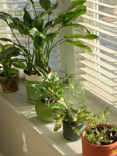 some plants are sitting on a window sill