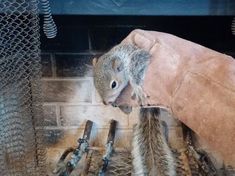 a squirrel hiding under a blanket in front of a fire place