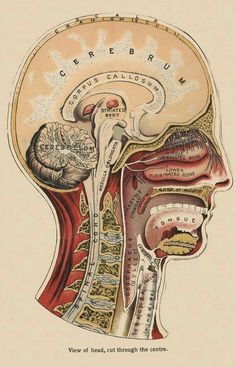 an old medical illustration shows the inside of a human's head and neck, as well as other parts of the brain