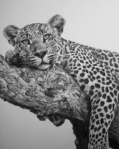 a pencil drawing of a leopard resting on a tree branch