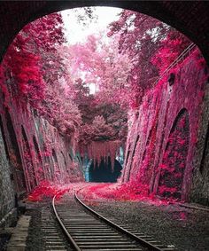 a tunnel with pink trees on the side and train tracks going through it, in front of