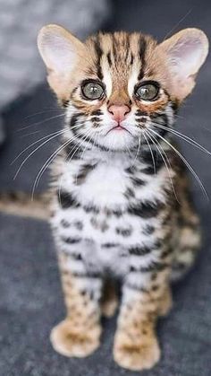 a small kitten sitting on top of a floor next to the words how do cats look like this?