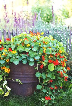 a large pot filled with lots of flowers next to a wooden fence