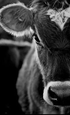 black and white photograph of cow looking at camera with text overlay that reads cow themed wallpapers