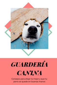 a dog is peeking out from behind a piece of wood with the caption guarderia canna