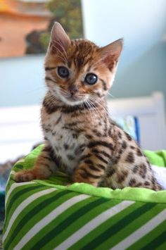 a small kitten sitting on top of a green and white blanket