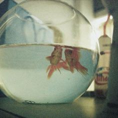 two goldfish in a bowl on a table