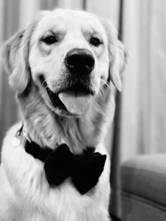 a black and white photo of a dog wearing a bow tie with his tongue out