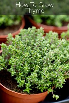 several potted plants with the words how to grow thyme in them on top