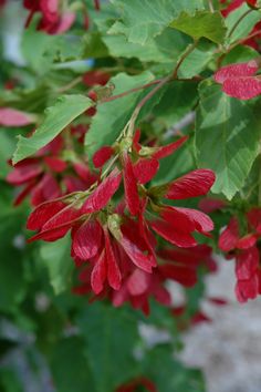 red flowers with green leaves in the background