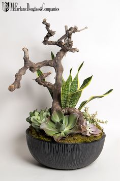 a bonsai tree in a black pot with moss and rocks on the bottom, against a white background