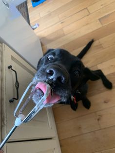 cute dog, licking icing Black Lab Funny, Black Lab Aesthetic, Black Lab Puppies Aesthetic, Puppy Labrador Black, Dog Swimming, Black Puppy, Black Lab Memes Funny, Black Labrador Retriever, Cute Little Kittens