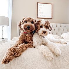 two dogs sitting on top of a bed next to each other in a room with white walls