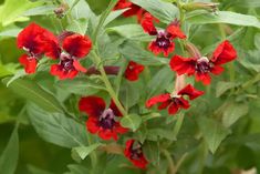 red flowers with green leaves in the foreground and another plant in the back ground