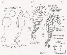 three different seahorses are shown in black and white, one is drawn on paper