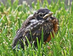 a small bird is sitting in the grass