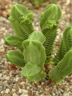 a small green plant growing out of the ground