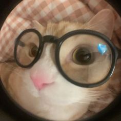 a cat wearing glasses looking through a magnifying glass with its nose sticking out