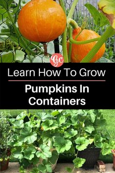 pumpkins growing in containers with the words learn how to grow pumpkins in containers